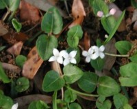 mitchella repens bloom.jpg